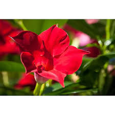 Image result for dipladenie sanderi obrázek