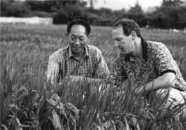 ⇒ 杂交水稻 (zájiāo shuǐdào) rice hybrid. U42dnv6u2ngfzm