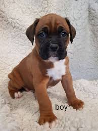 Boxer puppies available for sale in michigan from top breeders and individuals. Boxer Puppies For Sale In Missouri Boxer Dogs And Puppies For Sale Near Me Facebook