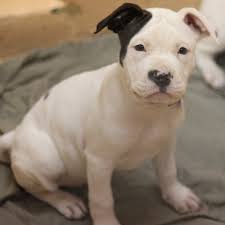 This website is related the american pit bull terrier and american bully puppies. American Pitbull Terrier Training Tips Some Good Commands