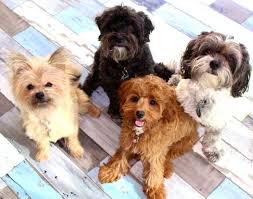 We breed some of the best havanese puppies in the state of florida. 32 Best Poodle Mixes The Cutest Small Medium Large Doodle Mixes List