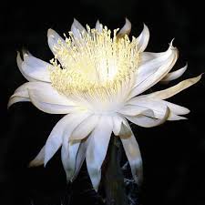 Night Blooming Cereus My Favorite Flower It Only Blooms At Night And Last Maybe Through The Next Day Night Blooming Flowers Night Flowers Flowers
