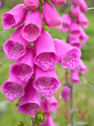 Image result for Digitalis purpurea