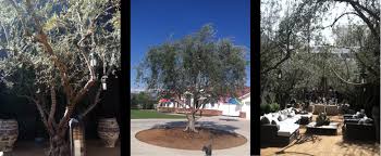 Olive Trees For Sale Central Valley Olive Trees 4 Sale Fresno Ca