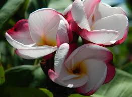The Plumeria Pink Pansy Plumeria Flowers Plumeria