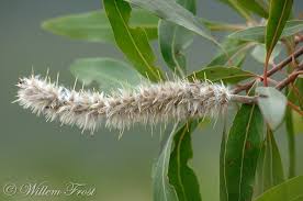 Image result for Faurea rochetiana