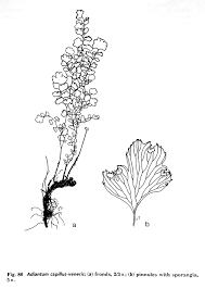 Image result for Adiantum capillus-veneris