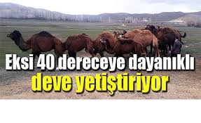 Eksi 40 Dereceye Dayanikli Deve Yetistiriyor Van Haber Siyaset Haberleri Van In Bulusma Noktasi Siyasetin Nabzi Guncel Van Haberleri Sondakika Haberleri Yerel Haberler Spor Ekonomi Egitim Saglik