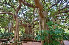 Rockhampton Botanic Garden Qld Au Rockhampton States Of Australia Beautiful Sites