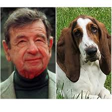 modelchallenge Duncan the Basset with his handsome peets and earsies ❤️❤️