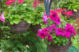 We did not find results for: How To Care For Petunias In Hanging Baskets Garden Tabs