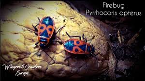 To access them, click on the bold text of the desired page name. Firebug Vuurwants Red And Black Stink Bug Pyrrhocoris Apterus Fire Bug Information Youtube