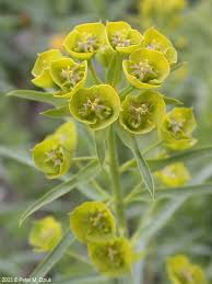 Image result for Euphorbia lividiflora