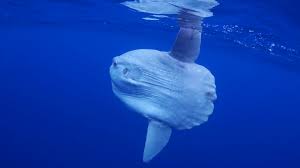 The sunfish is the most popular sailboat in history. Watch Absurd Creatures Pucker Up With The Truck Sized Ocean Sunfish Absurd Creatures Wired