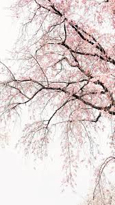 Spring pond, sakura, web, photo, blogger. 84 Blossom Iphone Wallpapers Ideas Iphone Wallpaper Preppy Wallpaper Cute Wallpapers
