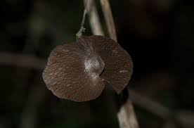 Image result for Illigera