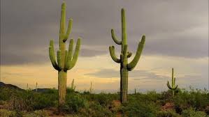 The flower can bloom out in white or yellow but there are some that comes out in purple cacti have always been looked at as a plant with a ton of medicinal value. How Does A Cactus Survive In The Desert Quora