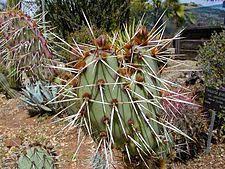 In site translation mode, yandex.translate will translate the entire text content of the site at the url you provide. Cactus Wikipedia