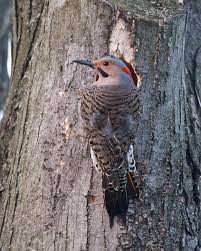 You probably notice different types of woodpeckers while visiting your yard now and then. Woodpeckers Wildlife Illinois