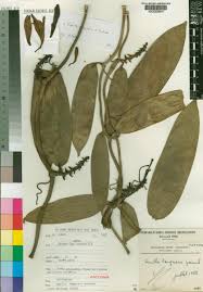 Image result for Vanilla crenulata