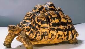 Leopard Tortoise Zoo Med Laboratories Inc