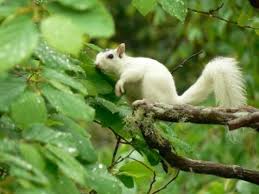 Pixiewinks Rhamphotheca The Great White Squirrel The Squirrel Animals Beautiful Animals