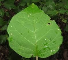 Image result for Croton steenkampianus