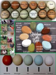 best egg laying chicken breed chart aol image search