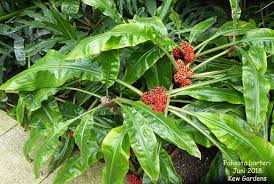 Image result for Palisota schweinfurthii