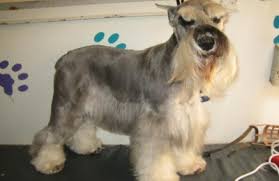 Maybe you would like to learn more about one of these? Miami Beach Mobile Pet Grooming Miami Beach Fl 33141 Yp Com