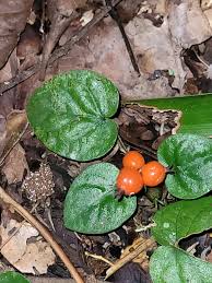 Image result for Geophila repens