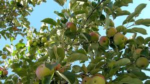 A multi grafted fruit tree is done through grafting different fruits from the same family onto the same tree. Multi Grafted Fruit Trees Are Perfect For Small Gardens Finegardening