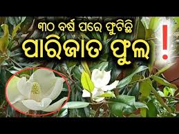 Parijata Flower In Baripada Mayurbhanj Exclusive Youtube