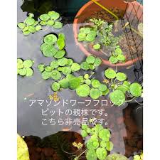 浮草2種類 水草アナカリスの通販 By ジュジュジュジュジュ S Shop ラクマ