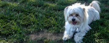 Should you get maltese shih tzu mix (malshi) | everything about maltese shih tzu mix. Shih Mo Dog Breed Facts And Information Wag Dog Walking