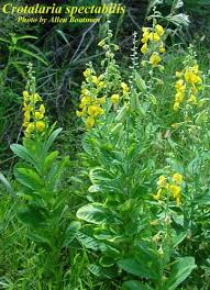 Image result for Crotalaria misella