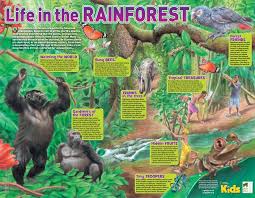 Look Who Lives In The Rainforest Rainforest Theme Rainforest Project Rainforest Preschool