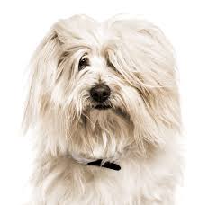 The breed originated in madagascar several hundred years ago and is. Coton De Tulear Puppies For Sale Adoptapet Com