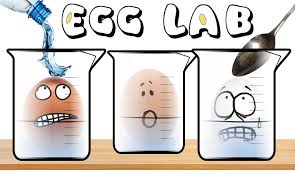 Egg Osmosis Lab Cool Science Experiments Teaching Biology Science Activities