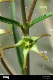 Image result for Brachystelma