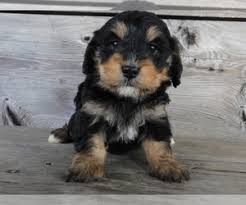 We did not find results for: View Ad Miniature Bernedoodle Puppy For Sale Near Ohio Millersburg Usa Adn 200133