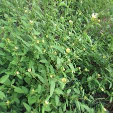 Image result for Sida spinosa