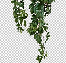 Vine Png Clipart Branch Climb Climbing Climbing Plants Climbing Tiger Free Png Download Climbing Plants Plants Vines