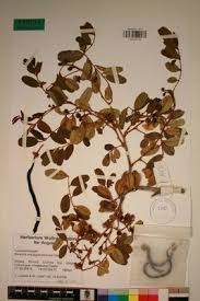 Image result for Bobgunnia madagascariensis