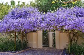 Image result for Petrea volubilis