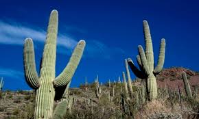 Leading company in outdoor activities, located on the pacific coast 20 minutes from cabo san lucas. El Rosario Un Santuario En Baja California Sur Para Descubrir