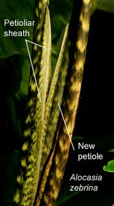 We did not find results for: Alocasia Zebrina K Koch Veitch Alocasia Zebrina Reticulata Alocasia Zebrina Alocasia Reticulata Alocasia Zebrina K Koch Veitch Sold As Alocasia Reticulata Form Alocasia Zebrina Reticulata And Alocasia Tigrina Superba Alocasia