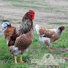 A brief history of wyandottes wyandottes as a breed were originally created in the united states around 1870 by h.m. Murray Mcmurray Hatchery Blue Laced Red Wyandotte