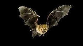 Bat Mine Hike