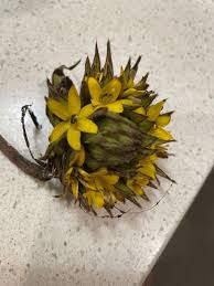 Image result for Curculigo